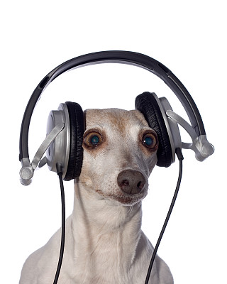 意大利灰猎犬