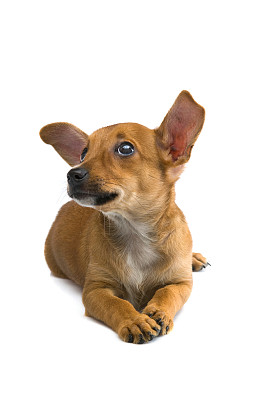 法国斗牛犬