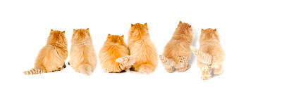 波斯猫
