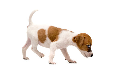 法国斗牛犬