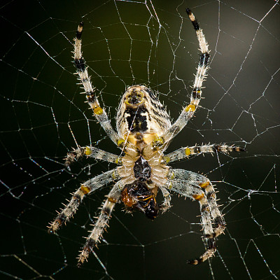 大蜘蛛在网上
