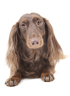 腊肠犬