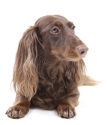 腊肠犬