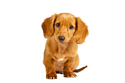 腊肠犬