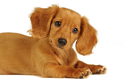 腊肠犬