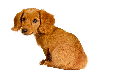 腊肠犬