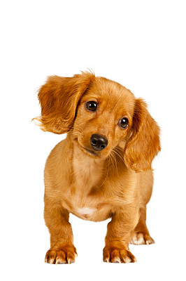 腊肠犬