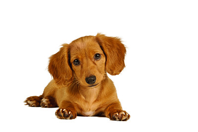 腊肠犬
