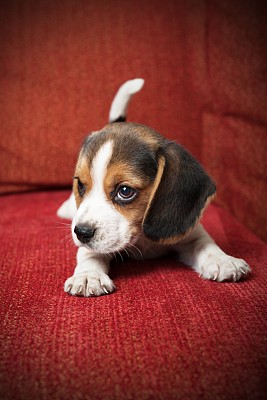 比格犬