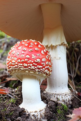 橙色伞菌