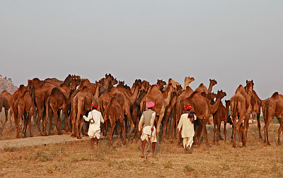 骆驼商队,普什卡