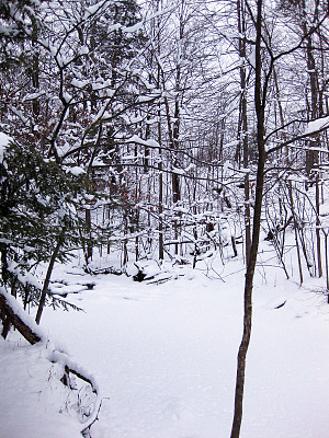 下雪的森林场景