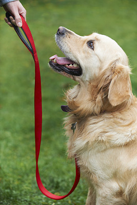 金毛寻回犬