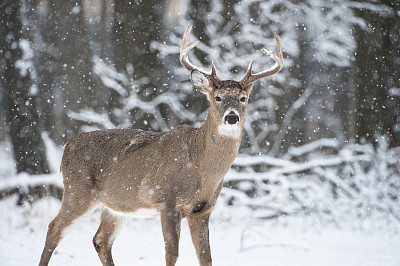 一只公鹿站在雪地里