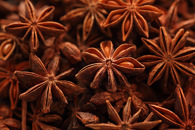 星茴芹