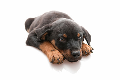 罗威纳犬