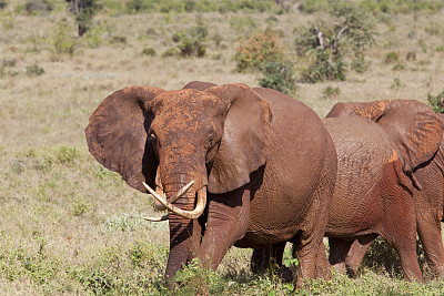 非常愤怒的非洲大红象:十字牙