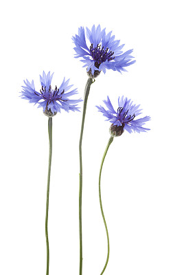 矢车菊