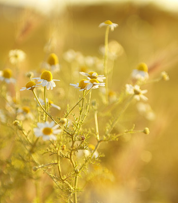 甘菊花