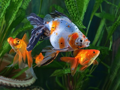 鱼缸