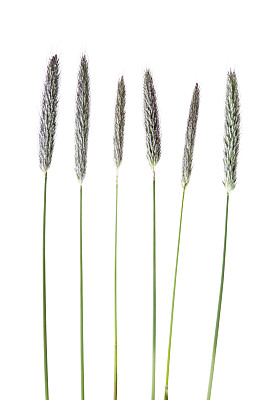 梯牧草