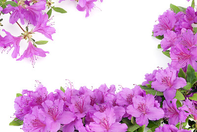 杜鹃花