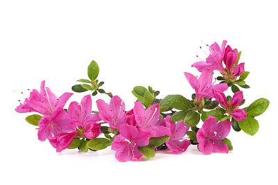 杜鹃花属