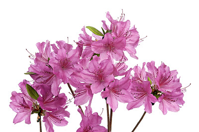 杜鹃花属
