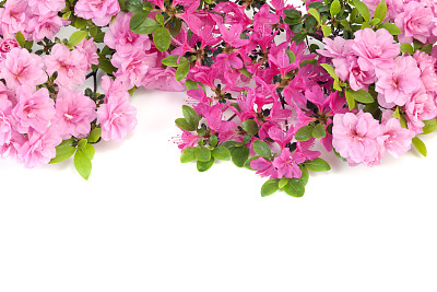 杜鹃花