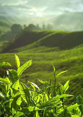 茶叶