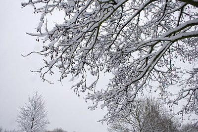 树枝上挂满了雪