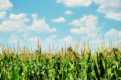印第安纳玉米农场和玉米田，蓝天白云