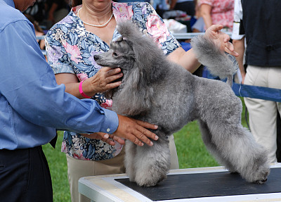 贵宾犬