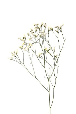 水香花菜