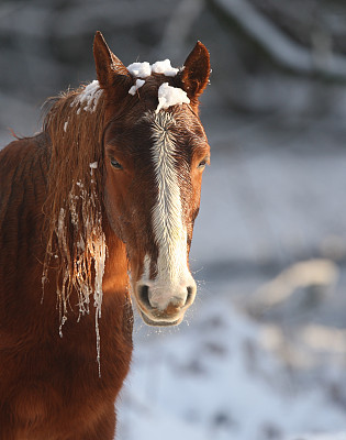 冬天下雪的新森林小马