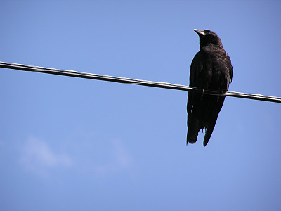 电线上的乌鸦