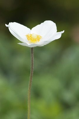 雪莲银莲花(银莲花sylvestris)春天- 4