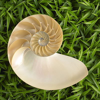 草地上的鹦鹉螺壳。