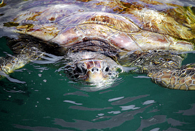大开曼岛的绿海龟