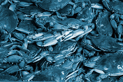 淡蓝色的螃蟹背景