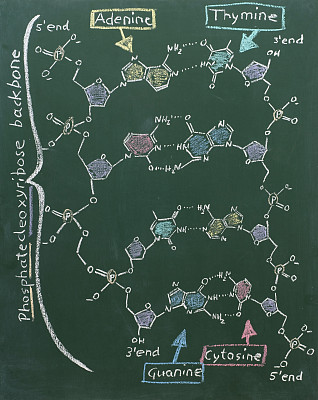 黑板上DNA的化学式