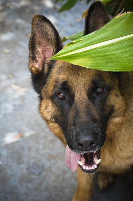 德国牧羊犬看着镜头