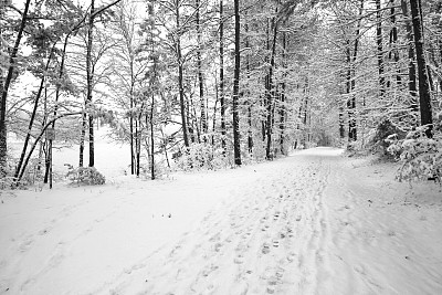 树林里的雪道
