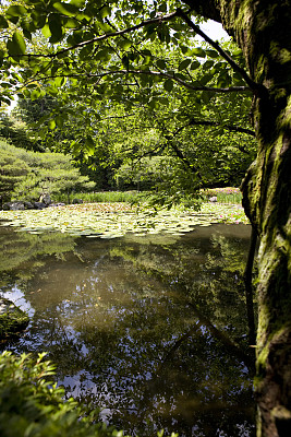 日本Koy池塘和花园