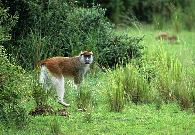红疣猴乌干达复制空间