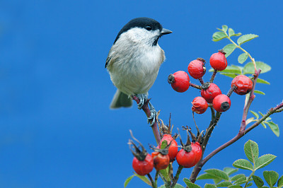 鸟栖息在树枝上的低角度视图