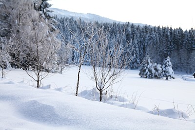 黑森林的冬季景观