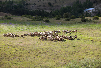 在土耳其安纳托利亚山区放牧的羊群