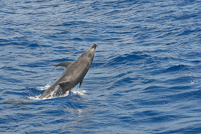 在野外玩耍的瓶鼻海豚