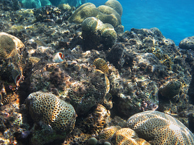 海滩上的珊瑚礁